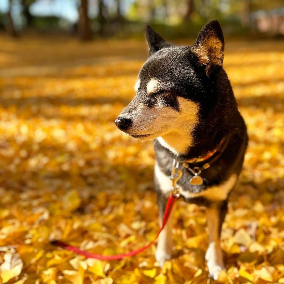 vo_coさんのインスタグラム写真 - (vo_coInstagram)「🐾 スタッドレス換装のついでに久しぶりの野川公園にこたちゃん帯同 銀杏がちょうど陽を浴びてナウシカの映画のラストシーンみたいに輝いてました✨ まあかなり臭かったけどw ＊ #shibastagram #instashiba #shiba #shibainu #黒柴 #柴犬」12月14日 15時14分 - vo_co