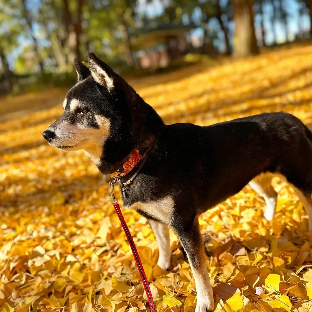 vo_coのインスタグラム：「🐾 スタッドレス換装のついでに久しぶりの野川公園にこたちゃん帯同 銀杏がちょうど陽を浴びてナウシカの映画のラストシーンみたいに輝いてました✨ まあかなり臭かったけどw ＊ #shibastagram #instashiba #shiba #shibainu #黒柴 #柴犬」