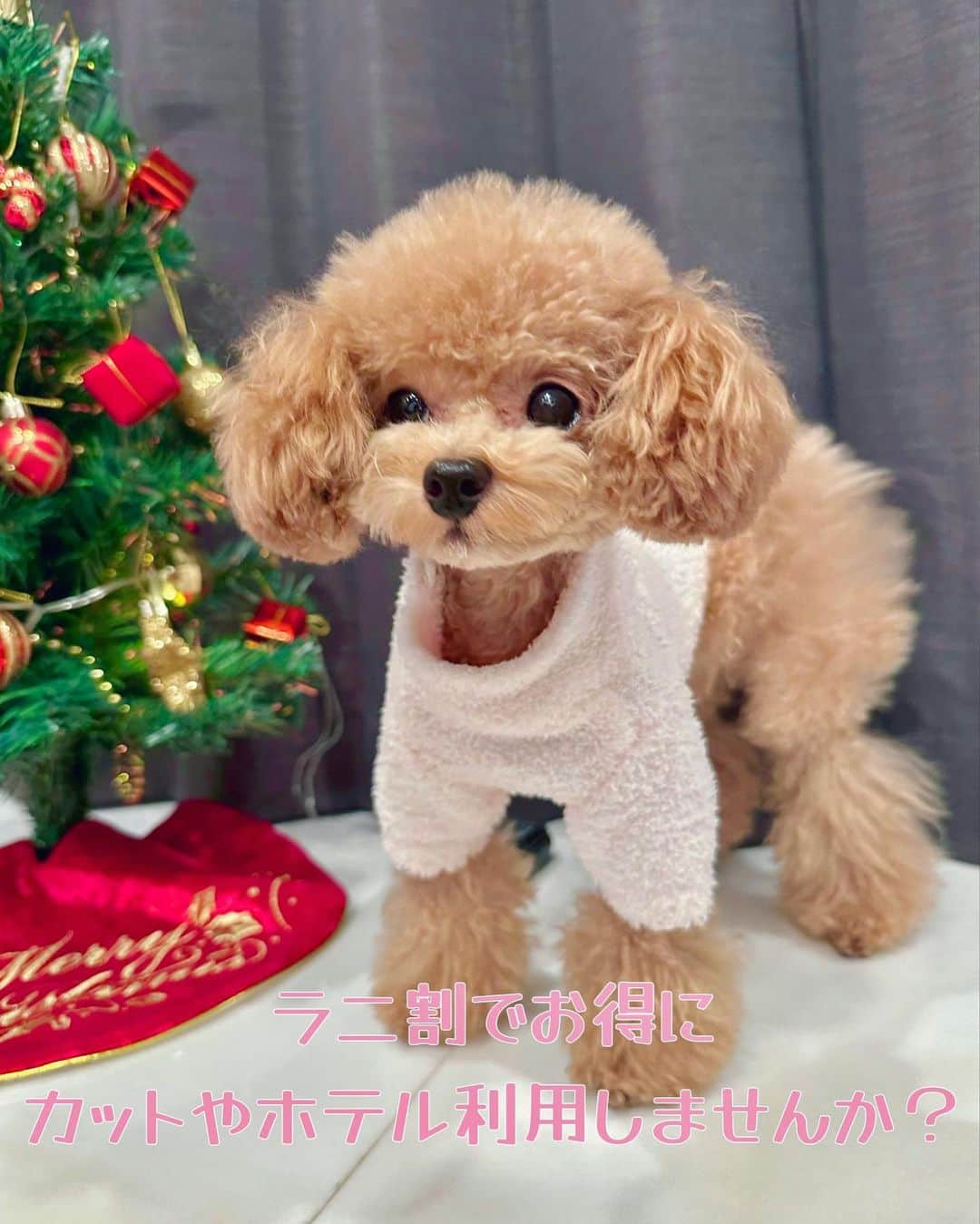 辻満里奈さんのインスタグラム写真 - (辻満里奈Instagram)「この度、いつもお世話になっている @chezmaman_roppongi さんで『ラニ割』を作っていただくことになりました🤍🫧 ラニ割利用で、トリミングやホテル利用が初回２０パーセントオフになります☺️  いつもとっても可愛くカットしてくださるのはもちろん(ラニはおぱんつカット✂️)サロン滞在中の様子をたくさん写真や動画に撮ってプレゼントしてくださる神サロン✨  まだできて間もないので、他サロンが混雑する年末でも比較的予約が取りやすいのも嬉しいポイントです🌟  ぜひこの機に一度足を運んでみてください🤍  #PR #ラニ割 #トリミング #トリミングサロン #トリミングサロン東京 #トリミングサロン六本木 #トリミングサロン港区 #chezmaman #ペットホテル #東京ペットホテル #六本木ペットホテル #港区ペットホテル #トイプードル #ティーカッププードル #シャンプーカット #犬好きな人と繋がりたい #ふわもこ部 #おぱんつカット #テディベアカット #アナウンサー #辻満里奈 #東京トリミングサロン #港区トリミングサロン #六本木トリミングサロン」12月14日 15時17分 - marina__tsuji