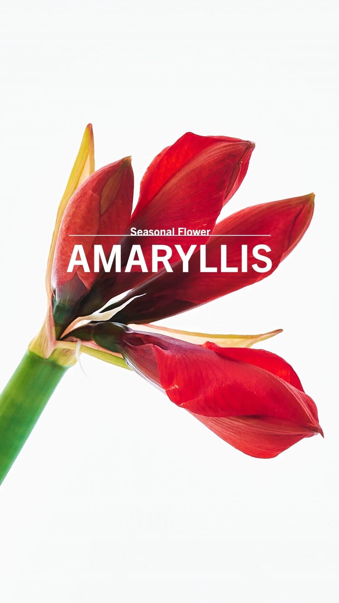 青山フラワーマーケットのインスタグラム：「AMARYLLIS  真っ直ぐに伸びる太い茎の先に、大きな花を咲かせるアマリリス。  隣り合うつぼみから、星形の花が次々に開いていく咲き姿はこの時期ならではの華やかさ。  真っ赤なアマリリスがひときわ存在感を放ちます。  ”輝くほどの美しさ”のアマリリスをどうぞご堪能ください。  #アマリリス #Amaryllis #クリスマス #青山フラワークリスマス #花のある暮らし #花のある日常 #花を楽しむ #青山フラワーマーケット#aoyamaflowermarket  #Christmas」