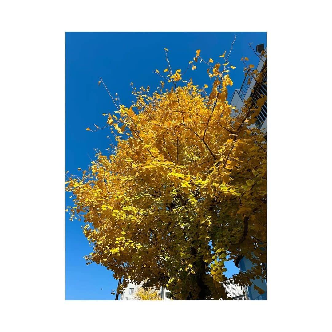 三倉茉奈さんのインスタグラム写真 - (三倉茉奈Instagram)「眩しいほどの黄色！  パワーを感じます」12月14日 15時46分 - mana_mikura_official