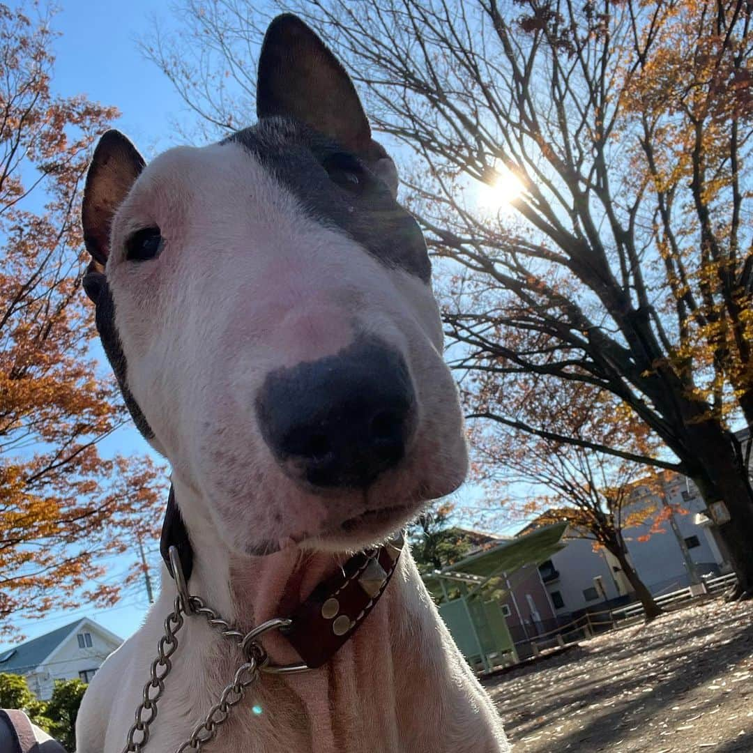 Q太郎のインスタグラム：「#minituru#bull#terrier#minibullterrier#miniturubullterrier#dog#dogstagram#cute#qtaro#love#family#ミニチュア#ブルテリア#ミニチュアブルテリア#Q太郎」