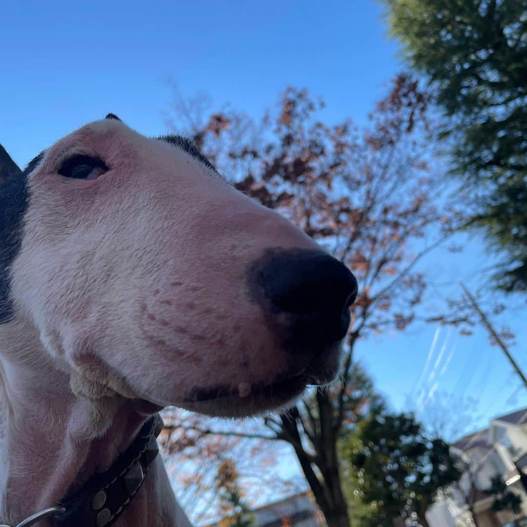 Q太郎さんのインスタグラム写真 - (Q太郎Instagram)「#minituru#bull#terrier#minibullterrier#miniturubullterrier#dog#dogstagram#cute#qtaro#love#family#ミニチュア#ブルテリア#ミニチュアブルテリア#Q太郎」12月14日 16時32分 - qtaro.jun