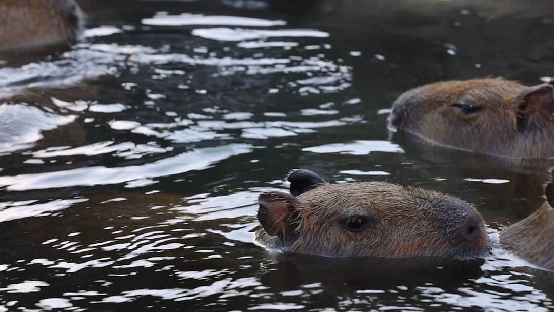 渡辺克仁のインスタグラム：「寒い日はお風呂が一番。  正月休みは温泉旅行なんて良いよね。  もちろん、動物園訪問も絡めてね。  #カピバラ #水豚 #capybara #伊豆シャボテン動物公園」