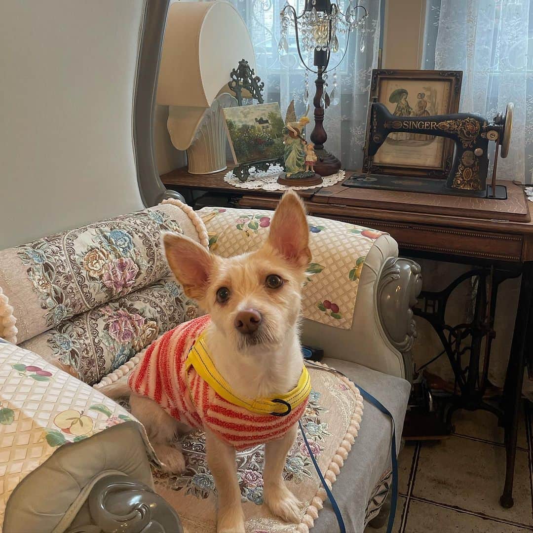 木村りかこのインスタグラム：「🇰🇷🐶🐾 韓国のカフェどこいっても可愛くて好き♡」