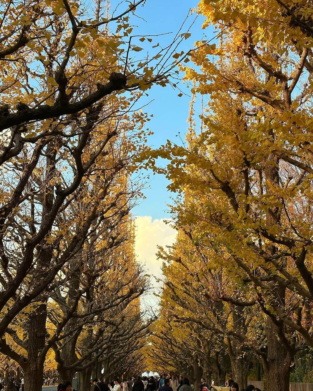 福吉真璃奈さんのインスタグラム写真 - (福吉真璃奈Instagram)「お散歩したいつか🐾」12月14日 19時43分 - new_fukumari