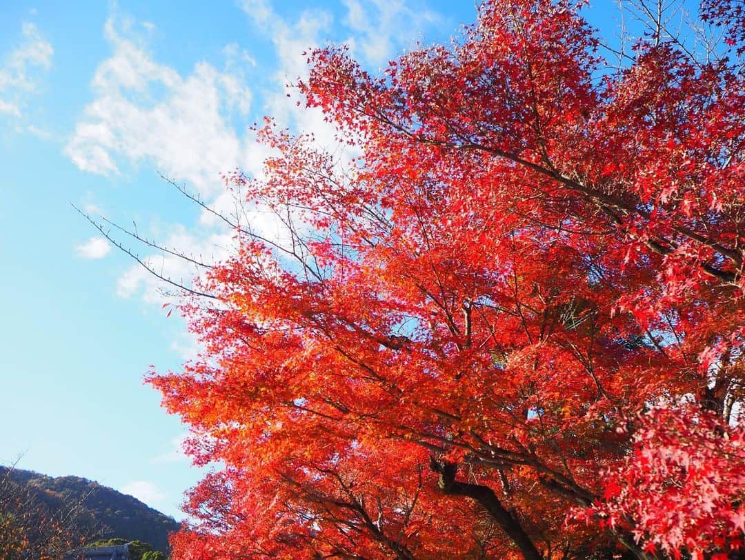 小田えりなさんのインスタグラム写真 - (小田えりなInstagram)「京都に秋感じに行ったよ〜  久しぶりにカメラを使ってみた📷  #京都 #紅葉 #秋」12月14日 20時00分 - odenchannn
