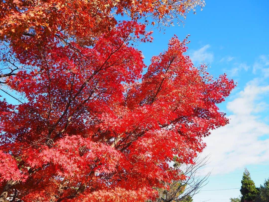 小田えりなさんのインスタグラム写真 - (小田えりなInstagram)「京都に秋感じに行ったよ〜  久しぶりにカメラを使ってみた📷  #京都 #紅葉 #秋」12月14日 20時00分 - odenchannn
