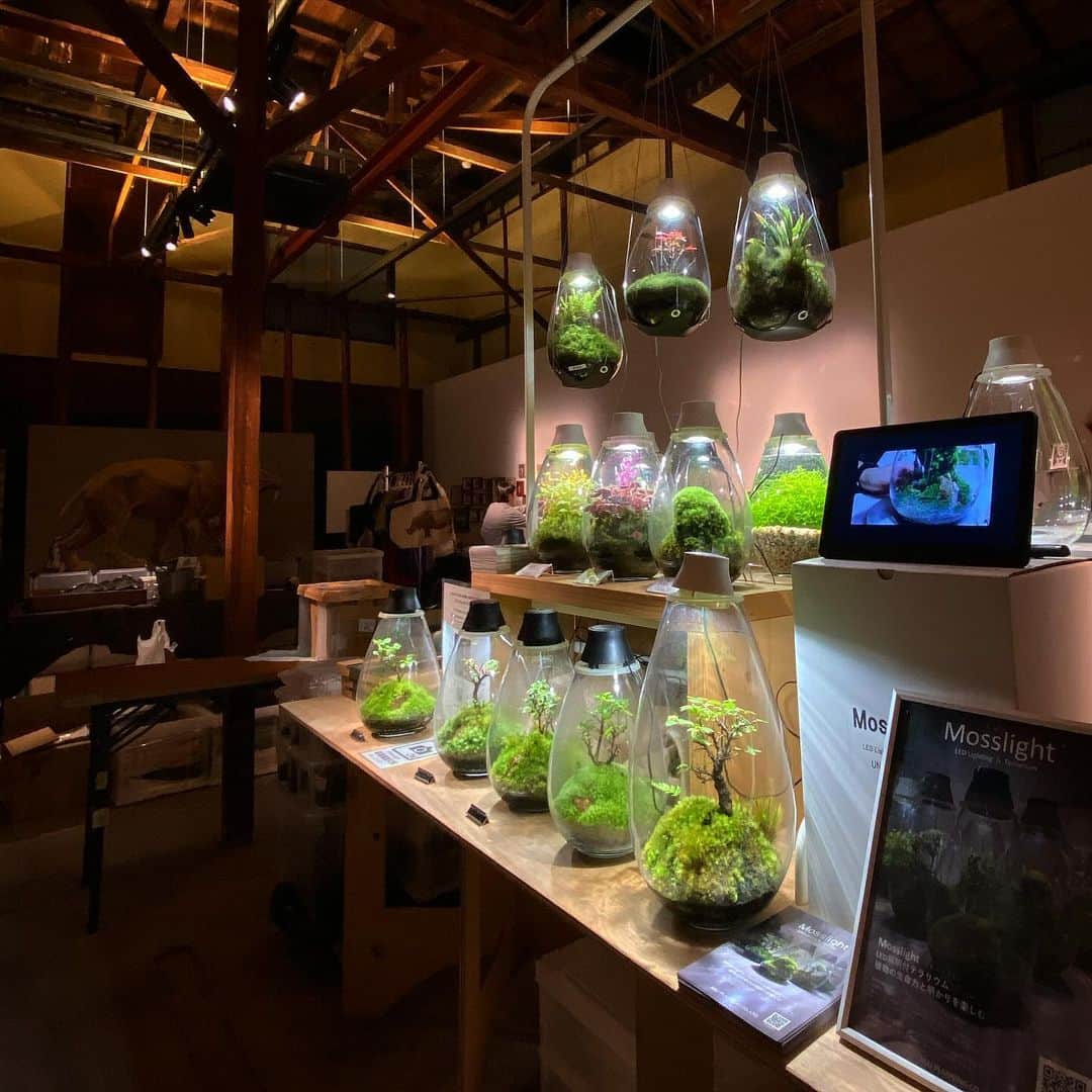Mosslight-LEDのインスタグラム：「Mosslight   第3回KYOTO神保町ヴンダーカンマー  自然物と人工物が織りなす奇跡、現代版「驚異の部屋」。  モスライト作品の販売とワークショップの開催、メンテナンス会  【会期】2023 年 12/15〜12/17の３日間🐅   会場は KYOTO-ba 京都場 さん アクセス→  kyoto-ba.jp/access/  #神保町wk  #Mosslight  #モスライト」