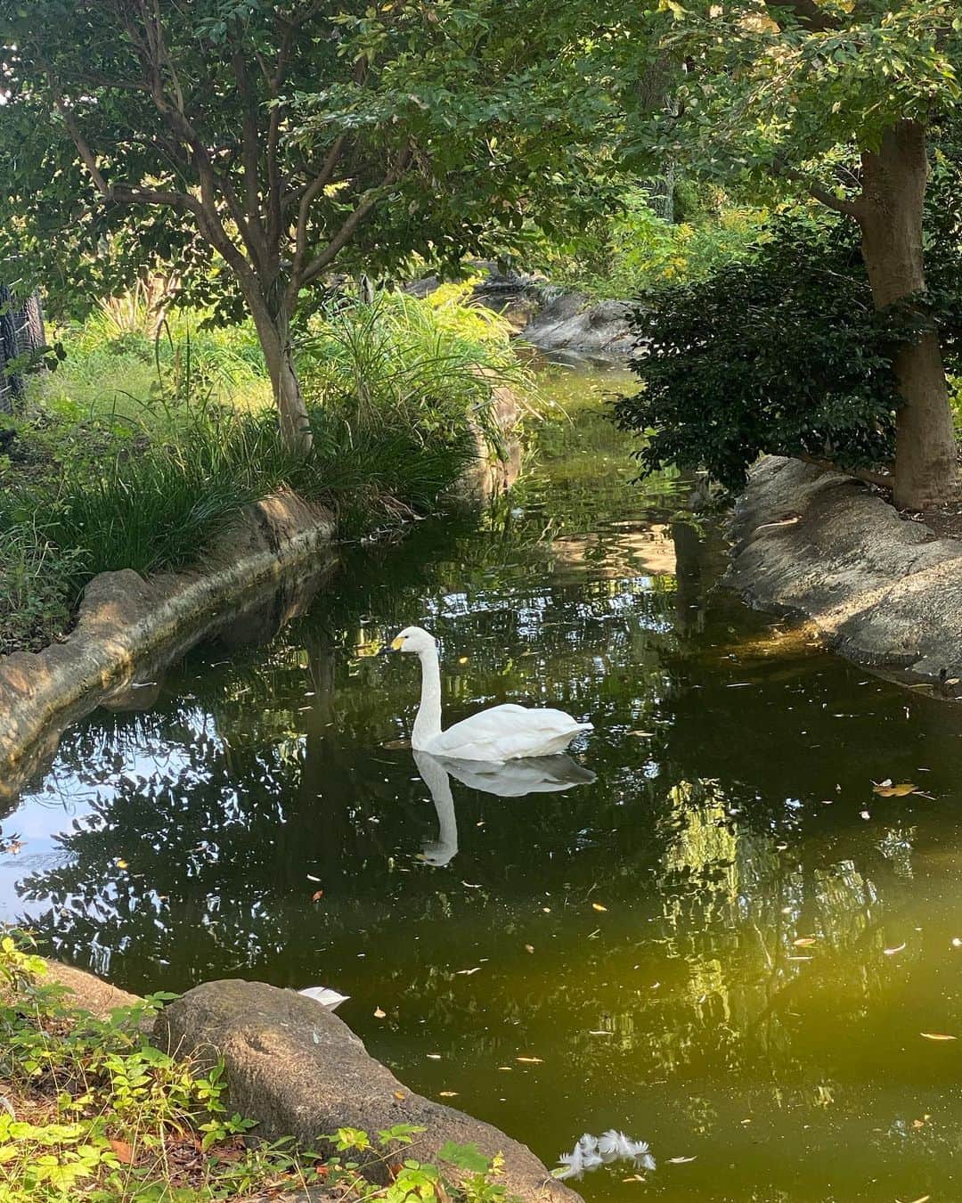 吉田笑夢さんのインスタグラム写真 - (吉田笑夢Instagram)「白鳥いないとおもって白鳥コーデでいったら初っ端にいた  #上野動物園」12月14日 20時39分 - emu_05070