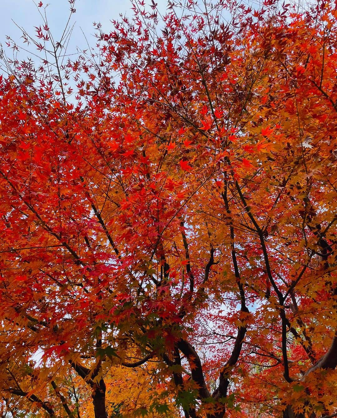 小澤陽子さんのインスタグラム写真 - (小澤陽子Instagram)「🍁🎄  気が付けば もうクリスマス間近で、 街中はイルミネーションが綺麗に灯っているというのに、 紅葉もまだ負けてなくて…つい紅葉ばかり撮ってた🤳🏻  両方同時にみられるのが 新鮮というか、違和感というか…✴️✦՞༘°⋆  #イルミネーションの写真が一枚もなかった #紅葉贔屓 #おさんぽ #気持ち良いねぇ🌞」12月14日 20時43分 - yoko.ozawa729