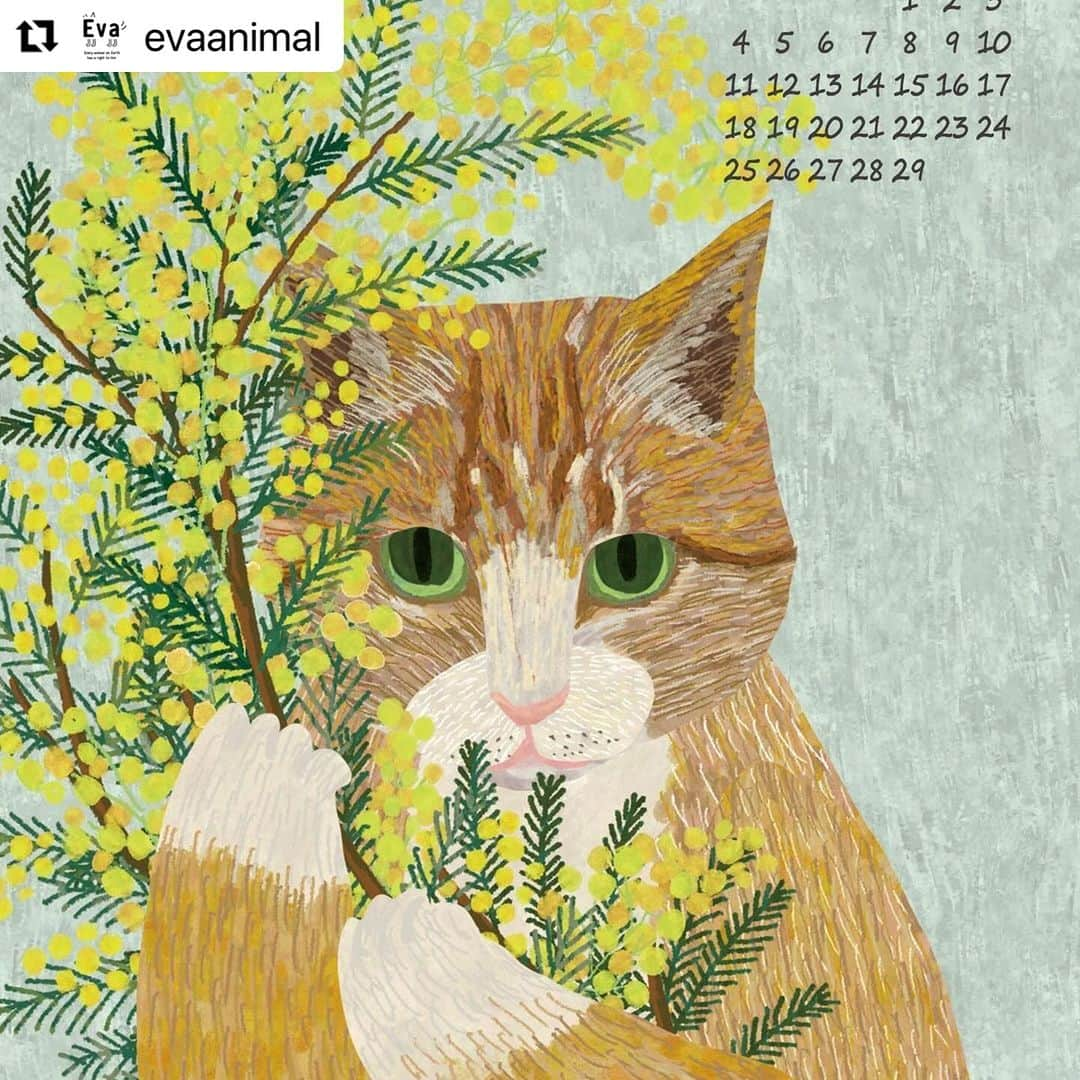 杉本彩のインスタグラム：「#Repost evaanimal with @use.repost ・・・ 毎年恒例となりましたEvaオリジナルカレンダー。  2月は、猫とミモザ。  ミモザの花言葉は『思いやり』  「動物福祉を考える第一歩として、他の生き物への思いやりをもっていただけたら...」と今回のイラストレーターのzucikoさん。そんな思いを込めて描いて頂きました。  他者を思いやる気持ちや、相手の立場になって考えることが出来れば、動物虐待などそもそも起こらないのではないでしょうか。  思いやりの気持ち... 大切にしたいです。  Evaオリジナルカレンダーのご購入で、是非Evaの活動をご支援くださ い！！  ■2024年Evaオリジナルカレンダー https://eva.buyshop.jp/  #2024Evaオリジナルカレンダー #ねこ #ネコ #猫 #ミモザ #動物カレンダー #動物福祉 #zuciko #動物環境福祉協会eva #杉本彩」