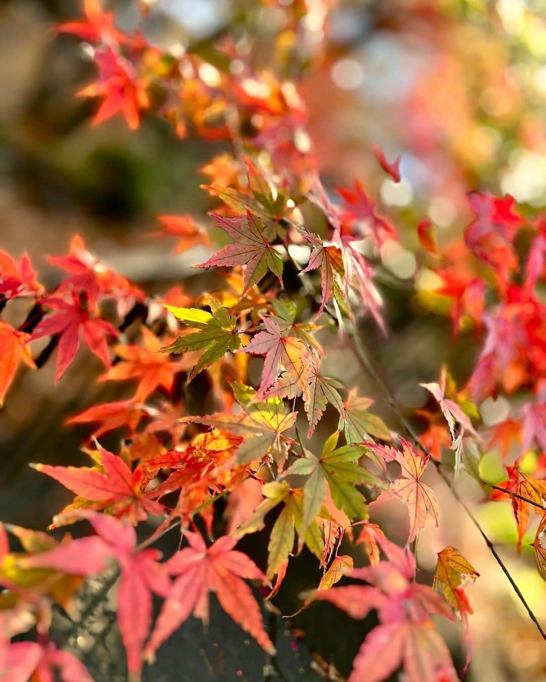 小川みこさんのインスタグラム写真 - (小川みこInstagram)「. 散歩してたら 椿と紅葉が綺麗だった！！」12月14日 20時53分 - miiiiiiiico25