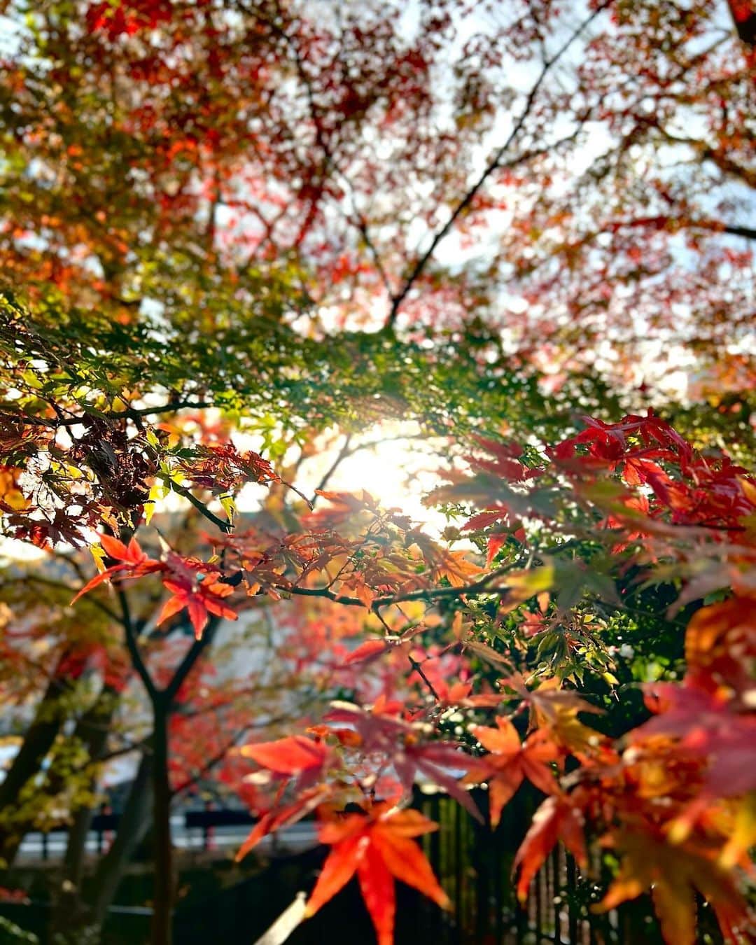 小川みこさんのインスタグラム写真 - (小川みこInstagram)「. 散歩してたら 椿と紅葉が綺麗だった！！」12月14日 20時53分 - miiiiiiiico25