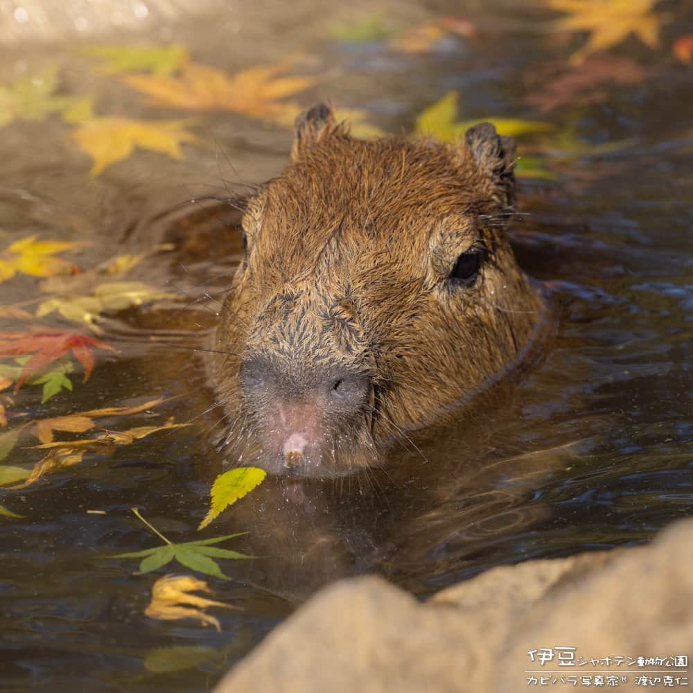 渡辺克仁のインスタグラム：「のんびり露天風呂、少し羨ましい。  #カピバラ #水豚 #capybara #伊豆シャボテン動物公園」