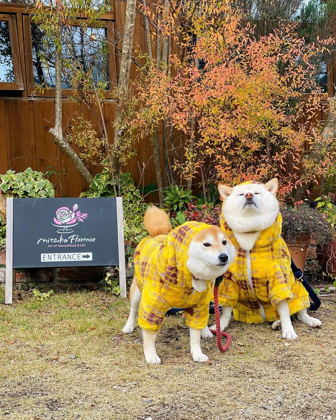 柴犬小雨さんのインスタグラム写真 - (柴犬小雨Instagram)「・ ごんちゃん @gonta.h とデート❤️ ・ ・ ごんちゃんママから、ひと足早いクリスマスプレゼントに、お揃いのかわいいお洋服をいただいたよ🎄🎁 それを一緒に着て、久々のラン＆ランチデート♡  ランチは、ごん太ママが予約してくれた〝みつこカフェダイニング” @mitsuko.cafe さん🍽️ お野菜たっぷりのランチは、まず見た目の美しさにうっとり...✨ 食べるの勿体なかったけど、美味しくて速攻で完食しちゃった😋 季節ごとに雰囲気も変わるんだろうなぁ。 春になったら、また来たいねって話しました🌸 ・ ・ その後は、河川敷のドッグランへ🐕 久しぶりにふたりのシュールな絡みも見れたし、笑った笑ったー🤣💦 帰りの駐車場では、偶然にも七海ちゃんファミリー @_saya_fu とそのお友達のわんちゃんに会えたよ! 嬉しい偶然に、テンション上がって写真撮りまくりのママ達📱 わちゃわちゃの撮影会だけど、めっちゃ楽しかったぁ😂 みんな可愛かったです💕  ・ ごんちゃん、今日はありがとう〜🩷 ママさんとも久しぶりにゆっくりお喋りできて楽しい時間過ごせました☺︎ またデートしてね🐶  ・ ・ #shiba_snap #shibamania #petstagram #dog  #shibadog #petstagram #pet #shiba #shibainu #shibaaaaainu #shibastagram #犬とお出かけ #dogstagram #子犬#仔犬#狗 #愛媛ランチ #犬のいる生活 #愛媛グルメ #愛媛カフェ #豆柴#まめしば#しばいぬ #9gag #しばけん #ペット#小狗#柴犬#犬#柴犬小雨#シバイヌ」12月14日 21時01分 - fuji_jun1205