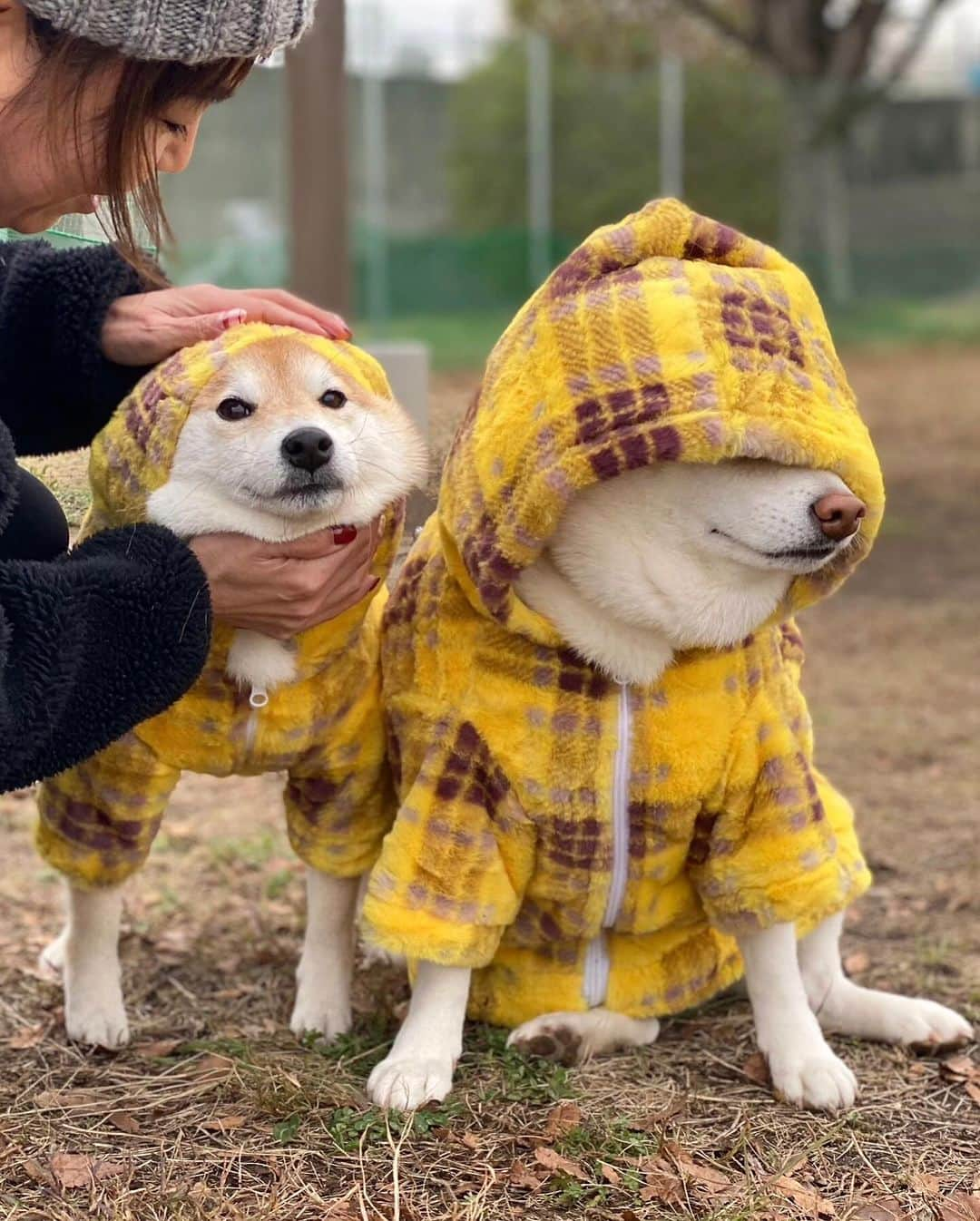 柴犬小雨のインスタグラム：「・ ごんちゃん @gonta.h とデート❤️ ・ ・ ごんちゃんママから、ひと足早いクリスマスプレゼントに、お揃いのかわいいお洋服をいただいたよ🎄🎁 それを一緒に着て、久々のラン＆ランチデート♡  ランチは、ごん太ママが予約してくれた〝みつこカフェダイニング” @mitsuko.cafe さん🍽️ お野菜たっぷりのランチは、まず見た目の美しさにうっとり...✨ 食べるの勿体なかったけど、美味しくて速攻で完食しちゃった😋 季節ごとに雰囲気も変わるんだろうなぁ。 春になったら、また来たいねって話しました🌸 ・ ・ その後は、河川敷のドッグランへ🐕 久しぶりにふたりのシュールな絡みも見れたし、笑った笑ったー🤣💦 帰りの駐車場では、偶然にも七海ちゃんファミリー @_saya_fu とそのお友達のわんちゃんに会えたよ! 嬉しい偶然に、テンション上がって写真撮りまくりのママ達📱 わちゃわちゃの撮影会だけど、めっちゃ楽しかったぁ😂 みんな可愛かったです💕  ・ ごんちゃん、今日はありがとう〜🩷 ママさんとも久しぶりにゆっくりお喋りできて楽しい時間過ごせました☺︎ またデートしてね🐶  ・ ・ #shiba_snap #shibamania #petstagram #dog  #shibadog #petstagram #pet #shiba #shibainu #shibaaaaainu #shibastagram #犬とお出かけ #dogstagram #子犬#仔犬#狗 #愛媛ランチ #犬のいる生活 #愛媛グルメ #愛媛カフェ #豆柴#まめしば#しばいぬ #9gag #しばけん #ペット#小狗#柴犬#犬#柴犬小雨#シバイヌ」