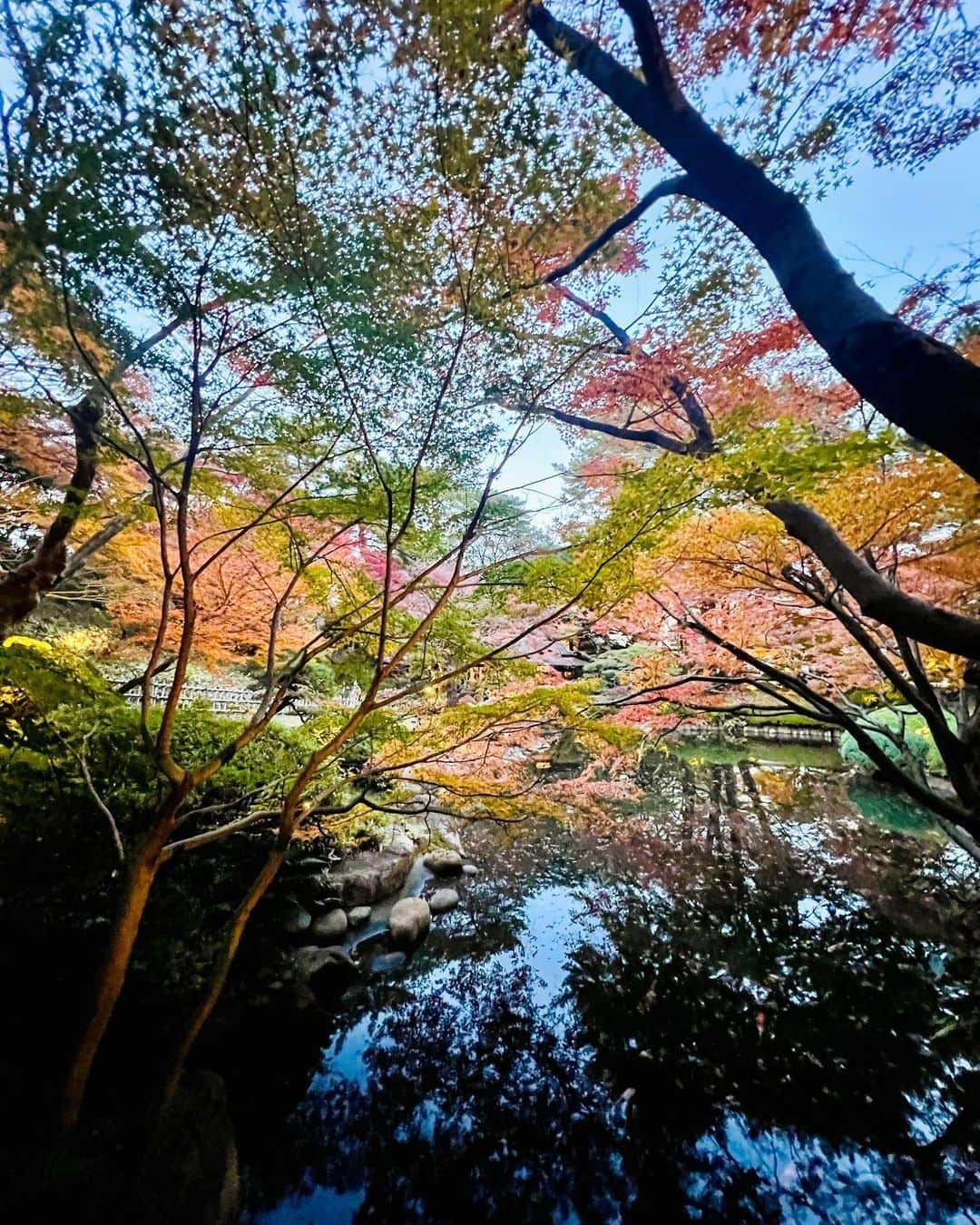 みゆこさんのインスタグラム写真 - (みゆこInstagram)「冬晴れ🥰☕️ カフェの窓際の席で背中がポカポカ🙌 夕暮れ時の紅葉🍁も綺麗だったよ☺️🎈 ⁡ ⁡📍東京都庭園美術館 庭園 〒108-0071 東京都港区白金台5-21-9  #日向ぼっこ#冬晴れ#冬日和#紅葉#🍁#紅葉狩り#目黒カフェ#白金台カフェ#美味しいコーヒー#本格コーヒー#ドリップコーヒー#深煎り#カフェデート#白金台#目黒#東京都庭園美術館」12月14日 21時14分 - miyuco.t