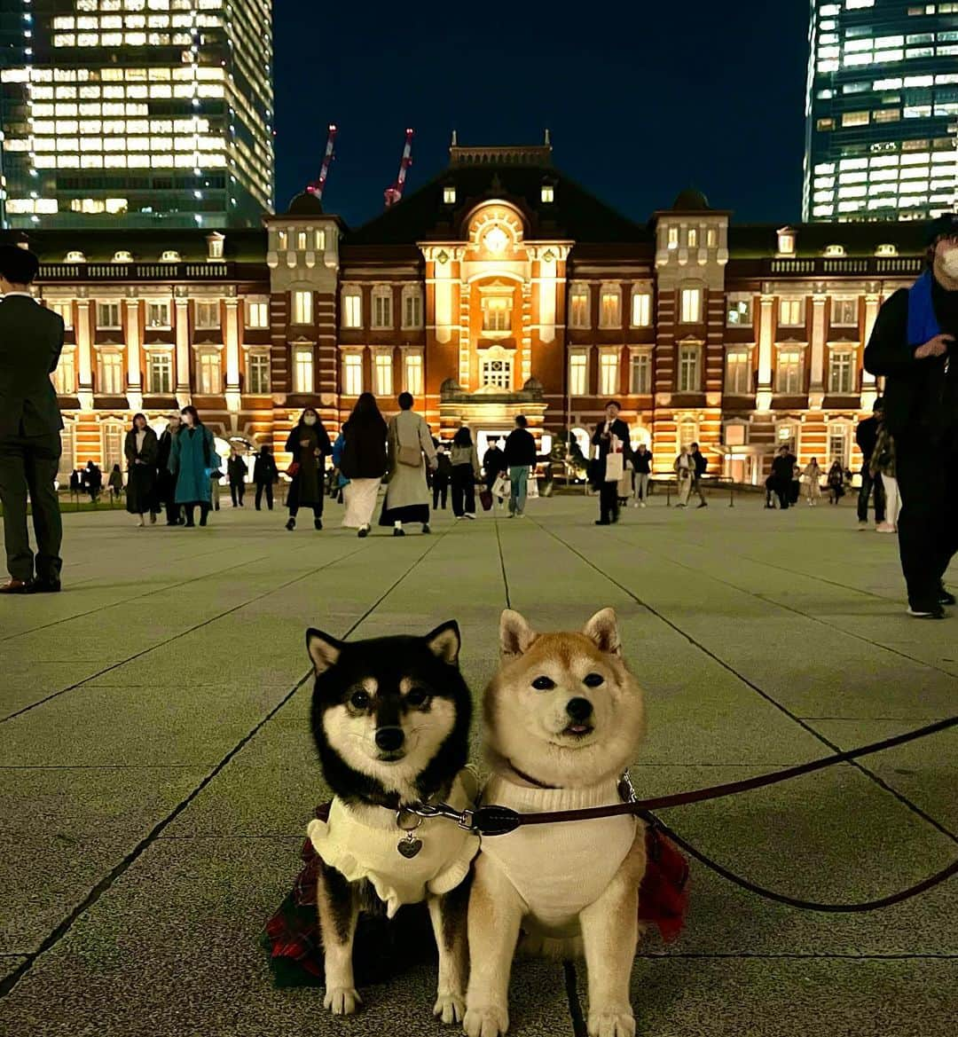 豆柴なつ&ふゆのインスタグラム：「Tokyo station😊⭐️ 夜景旅行のpic😊⭐️  #東京駅 #東京旅行 #東京 #tokyo #夜景 #都会    #trip  #犬連れ旅行　#旅行 #ワンコと旅行 #犬と旅行  #犬のいる暮らし  #しばいぬ #シバフル #わんダフォ #shibamania  #shiba_snap  #instashiba#cutedogs  #柴犬#shiba #shibainu #shibastagram #pecoいぬ部 #shibainumag_feature #dogoftheday  #🐕📷 #theshibasocietyb」