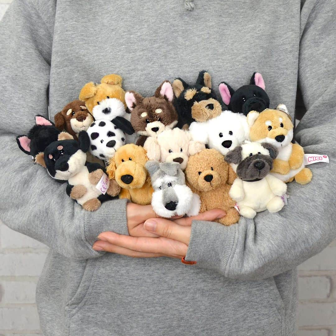 NICI JAPANのインスタグラム：「🐶🦴NICI DOGS🦴🐶  イヌキャラが大集合🤎 実はイヌキャラだけ15種類もいるんです！！！  #nici#NICI#ニキ#シュナウザー#プードル#パグ#シバ #くろしば #ダルメシアン#ゴールデンレトリバー #ダックスフント#グレートピレニーズ#フレンチブルドッグ#ヨークシャテリア#チワワ#ワイアーフォックステリア #スコティッシュテリア #コッカスパニエル」