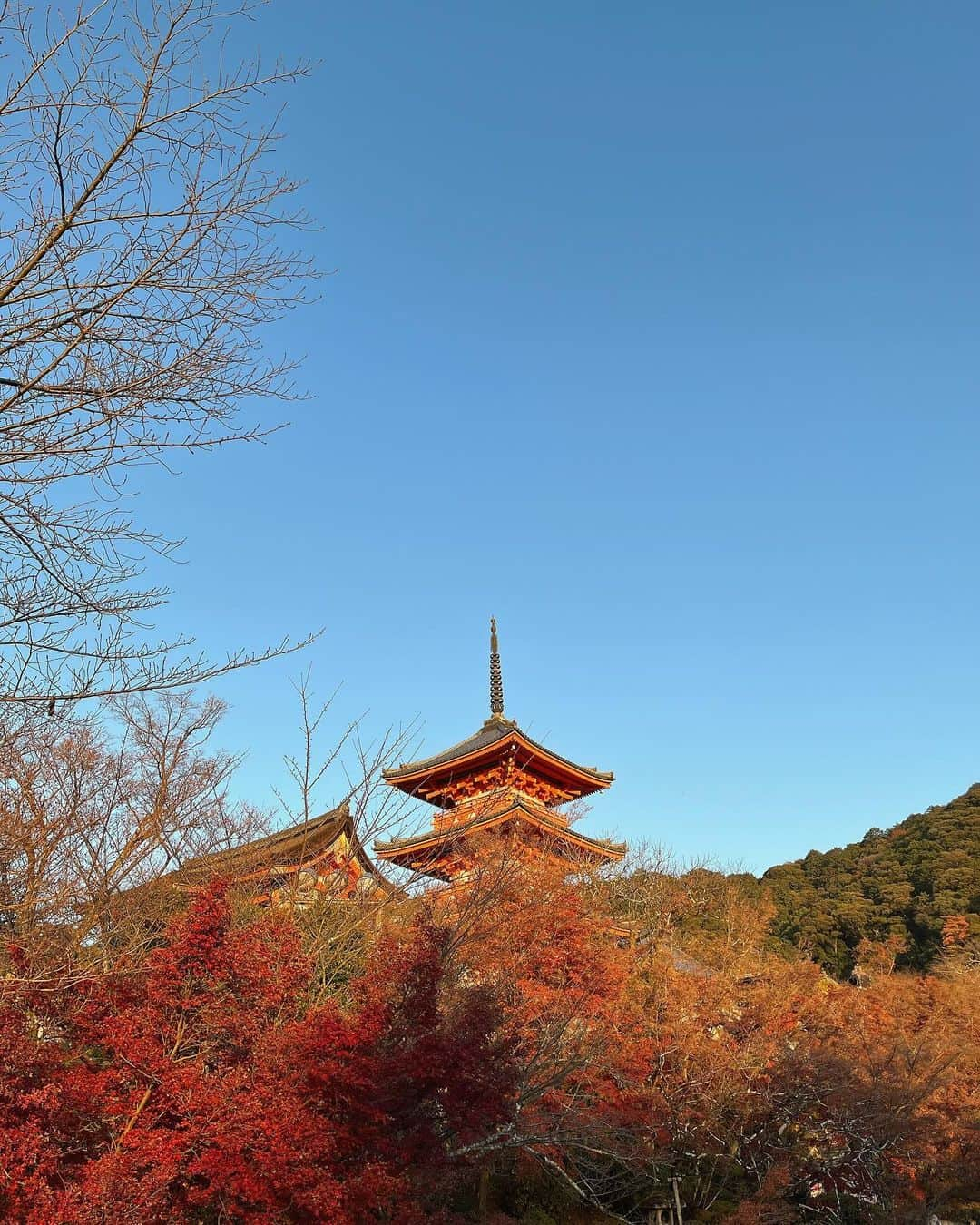 中村里帆のインスタグラム：「いい時期に行けた🍁」