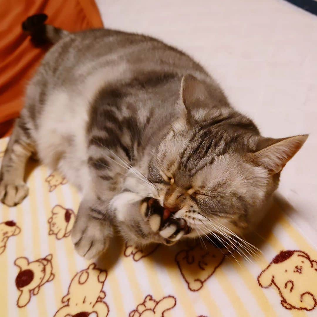 伊勢みずほさんのインスタグラム写真 - (伊勢みずほInstagram)「今日はクタクタになったけど、とても楽しいロケでした。  帰宅してすぐソファで寝ちゃって 今起きたよ。  シェーンも私の腰のあたりにピッタリくっついて ぬくぬくねんねしてた。  ありがとう、シェーン。 またベッドにいって一緒に寝ようね🤭  #シェーン #猫部 #猫が幸せなら世界は平和 #伊勢みずほ #水曜見ナイト #ロケ　 #みんなで頑張った一日  #ありがとうございました✨」12月14日 21時59分 - isemizuhoo