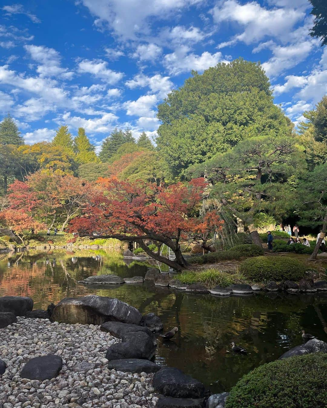 星名あゆみさんのインスタグラム写真 - (星名あゆみInstagram)「今年も紅葉ギリギリみれた🍁🌳☺️」12月14日 22時27分 - hoshina_ayumi