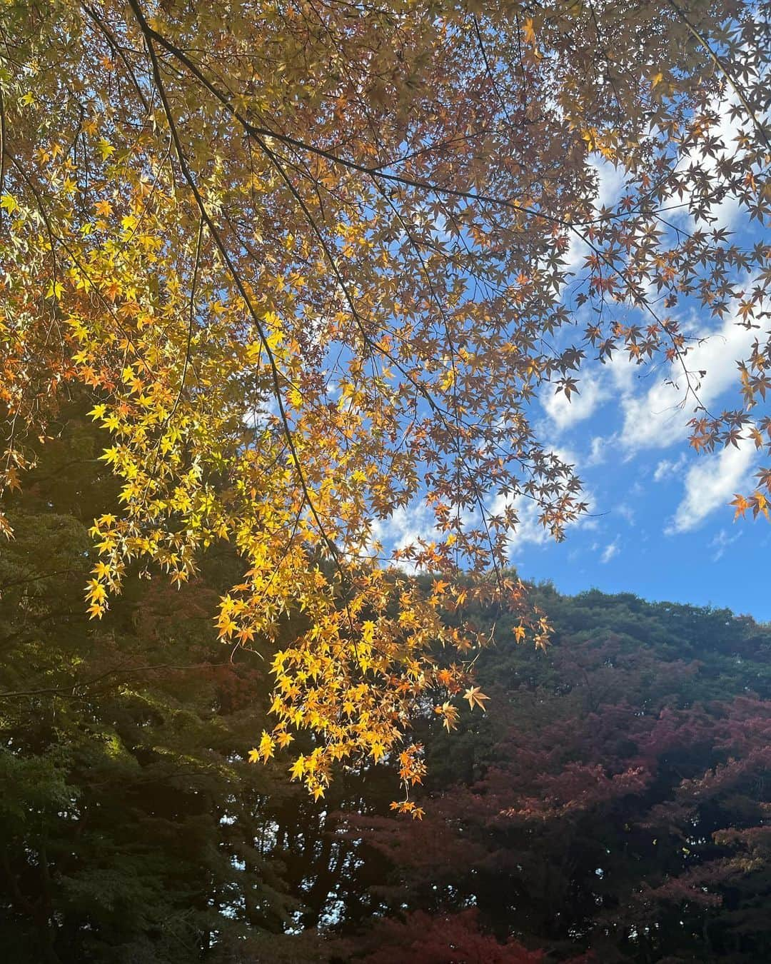 星名あゆみさんのインスタグラム写真 - (星名あゆみInstagram)「今年も紅葉ギリギリみれた🍁🌳☺️」12月14日 22時27分 - hoshina_ayumi