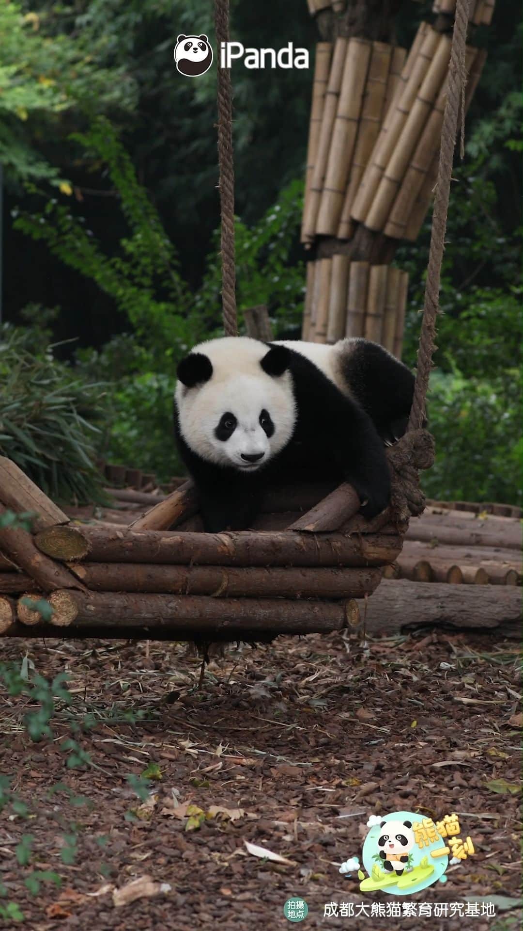 iPandaのインスタグラム：「Who hasn't boarded my boat yet? I will sail the boat to travel the world. (Bei Chen) 🐼 🐼 🐼 #Panda #iPanda #Cute #HiPanda #ChengduPandaBase #PandaMoment   For more panda information, please check out: https://en.ipanda.com」