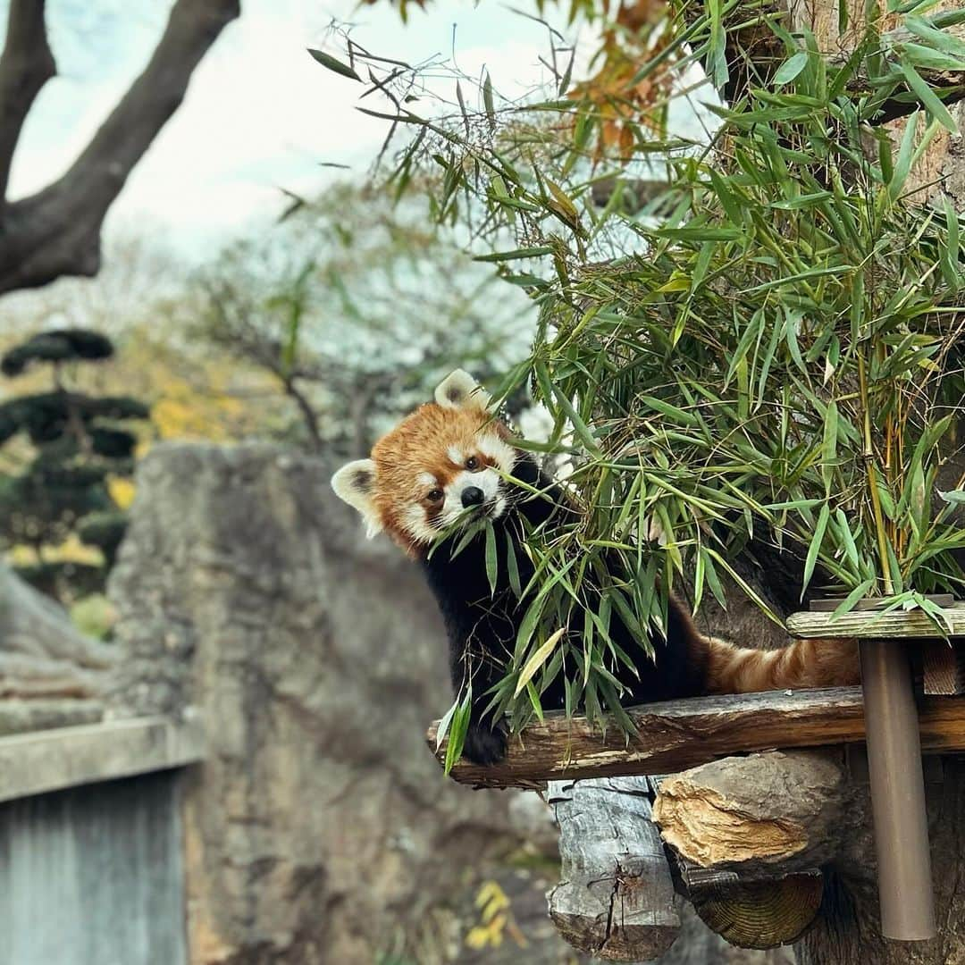 坂東龍汰さんのインスタグラム写真 - (坂東龍汰Instagram)「撮影合間にこんにちは🦁🐵🐼」12月14日 23時13分 - ryota_bando