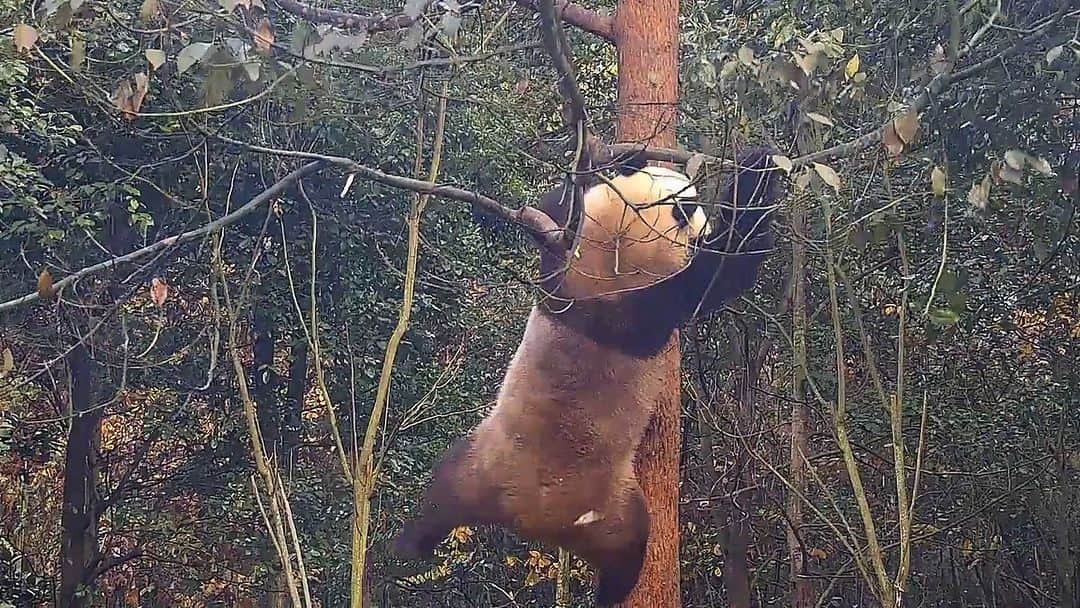 iPandaのインスタグラム：「Panda uses all its strength and tries to shake off the colorful leaves. (Xiu Yang) 🐼 🐼 🐼 #Panda #iPanda #Cute #HiPanda #CCRCGP   For more panda information, please check out: https://en.ipanda.com」