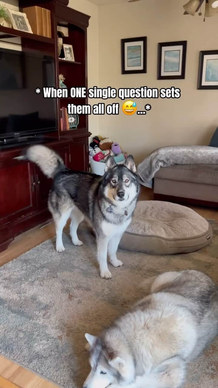 DogsOf Instagramのインスタグラム：「@tikanni.kita.n.tehya.3.sibes has a LOT to say 😅🎶  . .  #funnydogs #dogsofinstagram #talkingdog #talkindogs #huskyhowl #huskygram」