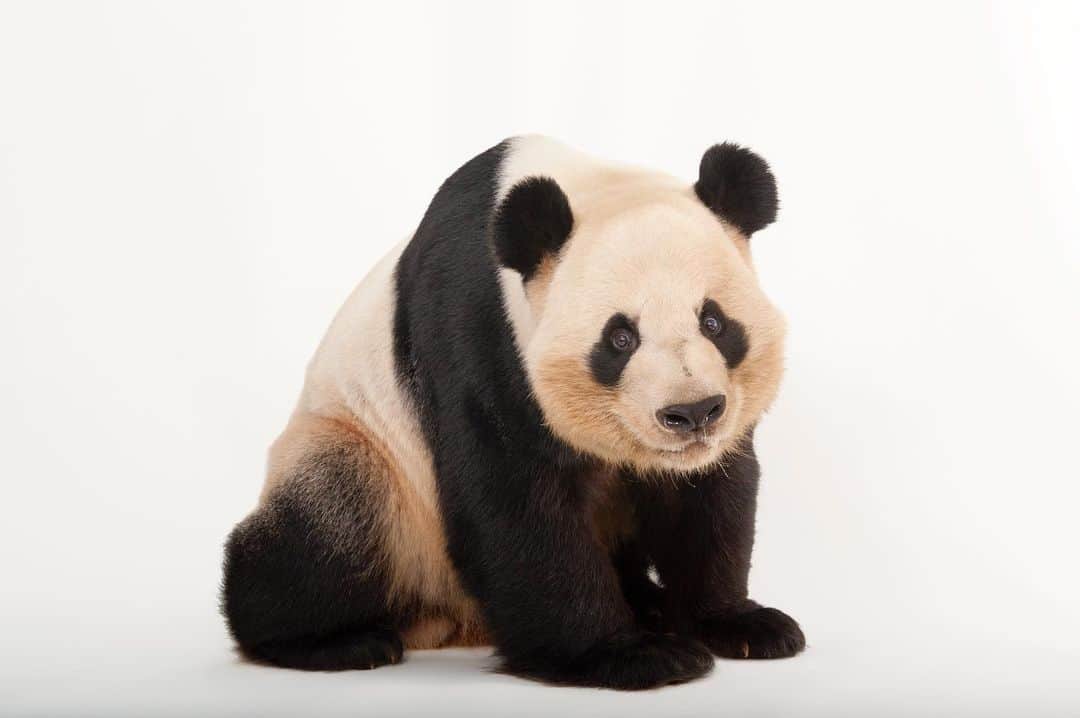 Joel Sartoreのインスタグラム：「In the past decade, giant panda numbers have risen by more than 15% percent, but this rare bear isn’t out of the woods yet. Traditional threats to pandas such as poaching appear to be declining, but disturbances including mining, hydro-power, and tourism are on the rise. Thankfully, conservation efforts to tackle these threats and increase the panda’s population are taking place around the world. Global awareness and conservation efforts like these won’t just protect the panda - they will also benefit many other rare species as well, including the endangered takin, golden monkey, red panda, and crested ibis! Photo taken @zooatl.  This December, we’re counting down to the anniversary of the Endangered Species Act on December 28th. Each day, we’ll feature a different species protected by this act so you can learn more about their stories. #panda #giant #bear #animal #wildlife #photography #animalphotography #wildlifephotography #studioportrait #PhotoArk #HopeForSpecies @insidenatgeo」