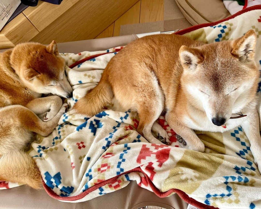 linnmamaさんのインスタグラム写真 - (linnmamaInstagram)「組み合わせ自由🥰〜我が家のあちこちで柴犬落ちてます😍〜①プチ贅沢（たぶん飼い主限定😅）な気分になる一目4柴🐕②③④⑤⑥いろんな組み合わせで昼寝💤を楽しむ4柴たちです🥰〜親子、きょうだい仲良しなのが何よりうれしいよ😊〜3本足になった麗を特別扱いはしない、でも散歩から帰ってワチャワチャやってたワンプロは誰もやらなくなった〜みんな麗の変化に気づいてる〜そんな中で麗は一生懸命に食べてます🍚〜食べることは生きることだから〜今できることを精一杯、それで十分‼️〜今日も元気でありがとう❣️ ＊ ＊ ＊ #柴犬#dog #柴犬凜の勇気凜々every day #shibastagram #my_eos_photo #eosr6 #eosr10  #ドッグフォトグラファーズ #iphone12 #iphone12promax  #2024凜ファミリーカレンダー発売中#2024凜ファミリーカレンダー発売中 #プロフィール欄からどうぞ #Amazon、楽天でも販売中 #仲良し家族 #昼寝 #日向ぼっこ」12月15日 0時49分 - linnmama