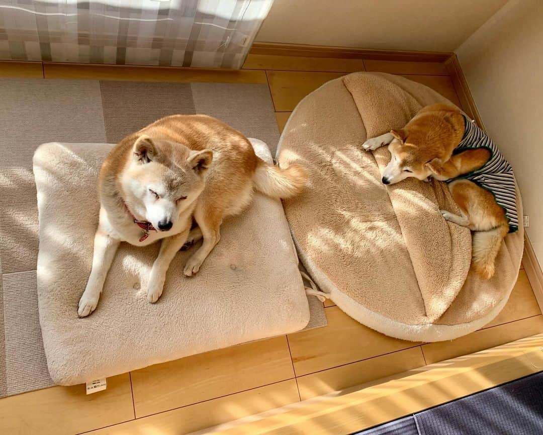 linnmamaさんのインスタグラム写真 - (linnmamaInstagram)「組み合わせ自由🥰〜我が家のあちこちで柴犬落ちてます😍〜①プチ贅沢（たぶん飼い主限定😅）な気分になる一目4柴🐕②③④⑤⑥いろんな組み合わせで昼寝💤を楽しむ4柴たちです🥰〜親子、きょうだい仲良しなのが何よりうれしいよ😊〜3本足になった麗を特別扱いはしない、でも散歩から帰ってワチャワチャやってたワンプロは誰もやらなくなった〜みんな麗の変化に気づいてる〜そんな中で麗は一生懸命に食べてます🍚〜食べることは生きることだから〜今できることを精一杯、それで十分‼️〜今日も元気でありがとう❣️ ＊ ＊ ＊ #柴犬#dog #柴犬凜の勇気凜々every day #shibastagram #my_eos_photo #eosr6 #eosr10  #ドッグフォトグラファーズ #iphone12 #iphone12promax  #2024凜ファミリーカレンダー発売中#2024凜ファミリーカレンダー発売中 #プロフィール欄からどうぞ #Amazon、楽天でも販売中 #仲良し家族 #昼寝 #日向ぼっこ」12月15日 0時49分 - linnmama