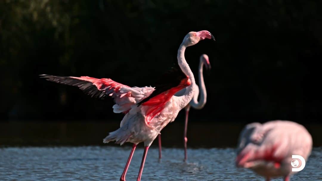 Discoveryのインスタグラム：「#DidYouKnow the flamingo is the national bird of the #Bahamas...and was at risk of extinction just decades ago? 🦩🌴 Join @luketipple, @ariajohnsonofficial and Kailiana and meet a rainbow of colorful native species as they explore Ardastra Gardens, the wildlife conservation center that helped bring flamingos back from the brink.   #NatureIsFly #ArdastraGardens #conservation」