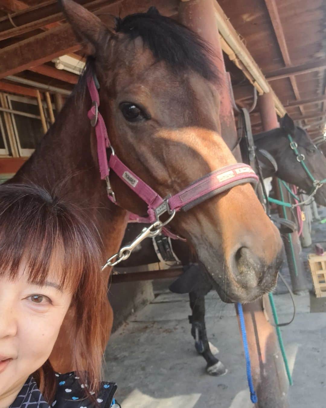 宇月田麻裕さんのインスタグラム写真 - (宇月田麻裕Instagram)「12/14　相棒は、先週入厩したばかりの新馬　#ブレンダ　女の子です。　 小さいので顔も馬体もバンビちゃんみたいで可愛い💕　　#メロディーレーン　と比べてどちらが体重軽いかな？ 九州のＳ先生のいらした倶楽部から来ました。 Ｋ先生、今日、初めて乗られ、下乗りしてくださった後に「何でもできる馬」とおっしゃっていました。 まだ、レッスン出ていないのかな？ そんなことより、 私が冗談で「私が最初の砦ですねー」と(^_^)  Ａ馬候補なので、何でもできる優秀な子で、乗っていて、かなりポテンシャルが高いのを感じます。 求めることをしてくれるし、長蹄跡は自ら歩度を伸ばします。 長蹄跡を何周駈歩したかな？　というくらい駈歩し続けてくれます。とってもスピーディーに感じるので、ついていくのに必死(^^;　  速歩発進した時の速歩が独特？　いきなりパーンとでます。 スピード感がありますが、馬体が小さく歩幅が狭いのでそう感じるそうで、先生から見たら、特に速くないとのことです。 最初の数歩はそんな感じですが、数歩したら落ち着いた速歩になります。  ただし、初心者の方が乗るのは難しいと感じました。 御することが必要なのと、バランスや色々なコントロールも必要です。 ただし、乗れる人には楽しい子だと思います。 ですが、それゆえに、ガンガンに乗る人が乗ってしまったら壊れてしまうとも感じました。  とにかく、求めること以上をしてくれる頑張る子なので、 乗り手もそれを理解して乗ってあげる必要があります。 洗い場では、人懐っこい感じ(^^♪」12月15日 1時12分 - mahiro_utsukita