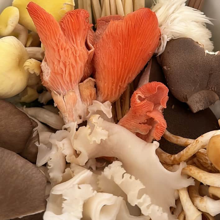 RIKACOさんのインスタグラム写真 - (RIKACOInstagram)「🍄 キノコの力は凄い！菌しゃり @kinshari_shinjuku   The power of mushrooms is amazing　 #きのこ  #腸活  #mushrooms  #amazing  #🍄　#beautiful」12月15日 11時56分 - rikaco_official