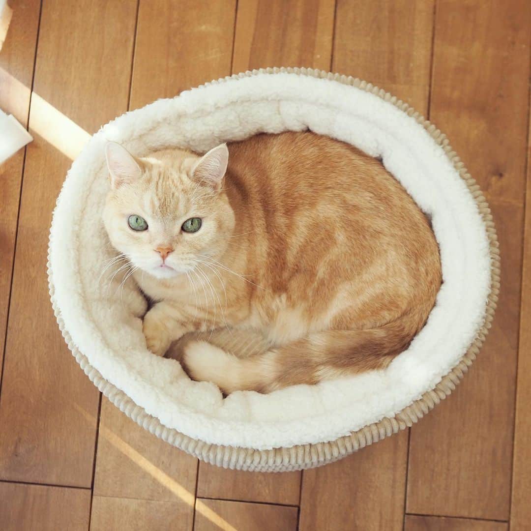 ぷーさんのインスタグラム写真 - (ぷーInstagram)「去年買って一切使ってくれなかった猫ベッド、今年はお気に入りに😽  #使ってくれて嬉しい #捨てなくてよかった #変幻自在 #ジャストフィット #同化 #きまぐれ」12月15日 11時58分 - pooh0403