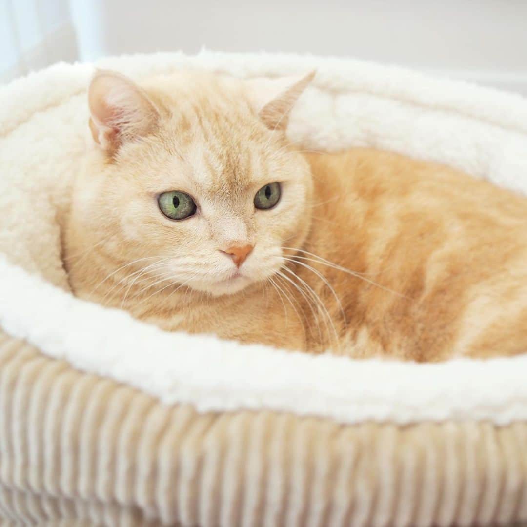 ぷーさんのインスタグラム写真 - (ぷーInstagram)「去年買って一切使ってくれなかった猫ベッド、今年はお気に入りに😽  #使ってくれて嬉しい #捨てなくてよかった #変幻自在 #ジャストフィット #同化 #きまぐれ」12月15日 11時58分 - pooh0403