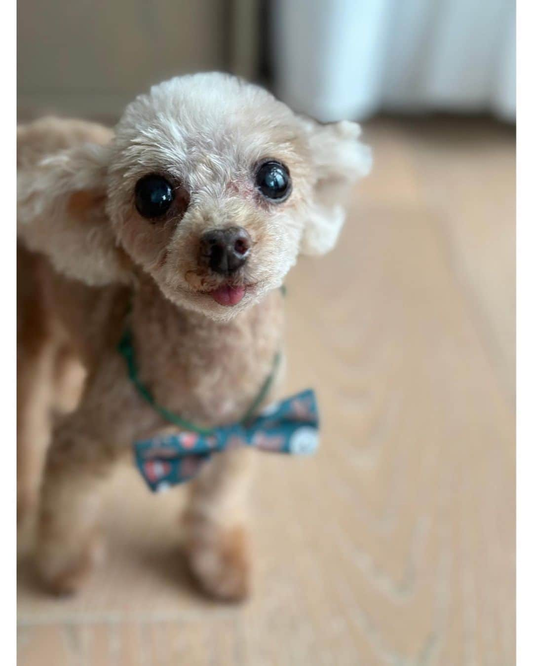 佐々木希のインスタグラム：「ペロン🐶🤎 もうすぐ15才！ #愛犬」