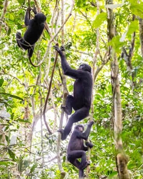 thephotosocietyのインスタグラム：「Photos by @christianziegler // Playtime  Young bonobos spend a lot of time playing - swinging and chasing each other through the forest. They have so much fun, and this also builds up their strength and agility. There are not many places in the world where you can photograph wild bonobos - our closest living relative.   Bonobos live only in the dense tropical forests south of the Congo River in Central Africa, it’s a vast expanse of forest, peatlands and savannah that spans more than 2 million km2. The Congo Basin is one of the few wildernesses left on Earth.  I spent 12 weeks in 2021 and 2022 following bonobos at Lui Kotale research camp, on the edge of Salonga National Park, DRC.  And I got a glimpse of the bonobo’s secret lives. At moments they seemed almost human; the familiarity of their hands or a certain curiosity in their eyes. At other times I felt like an onlooker into their peaceful world, embarrassed by my species, our history and, potentially, our inability to save them in the wild.   Bonobos are endangered and protected by law but their numbers continue to drop as they are hunted for bush meat and the wildlife trade, and their habitat is lost. Perhaps just 15,000 of these beautiful animals remain in the wild. But our closest living relative lives here, and only here - south of the Congo River. If bonobos do not survive here, they will not survive anywhere.   German researchers from Max-Planck-Institute for Animal Behavior @mpi_animalbehav, Barbara Fruth and her husband Gottfried Hohmann, have been studying wild bonobos for almost 30-years, and 18 years at Lui Kotale.   An aerial image of the area where the Lui Kotale research camp is based, on the edge of Salonga National Park, DRC.   #congo # rainforest  @mpi_animalbehav @thephotosociety @photojournalism @maxine_mpiab @maxplanckgesellschaft  Follow @christianziegler for more images and stories.」