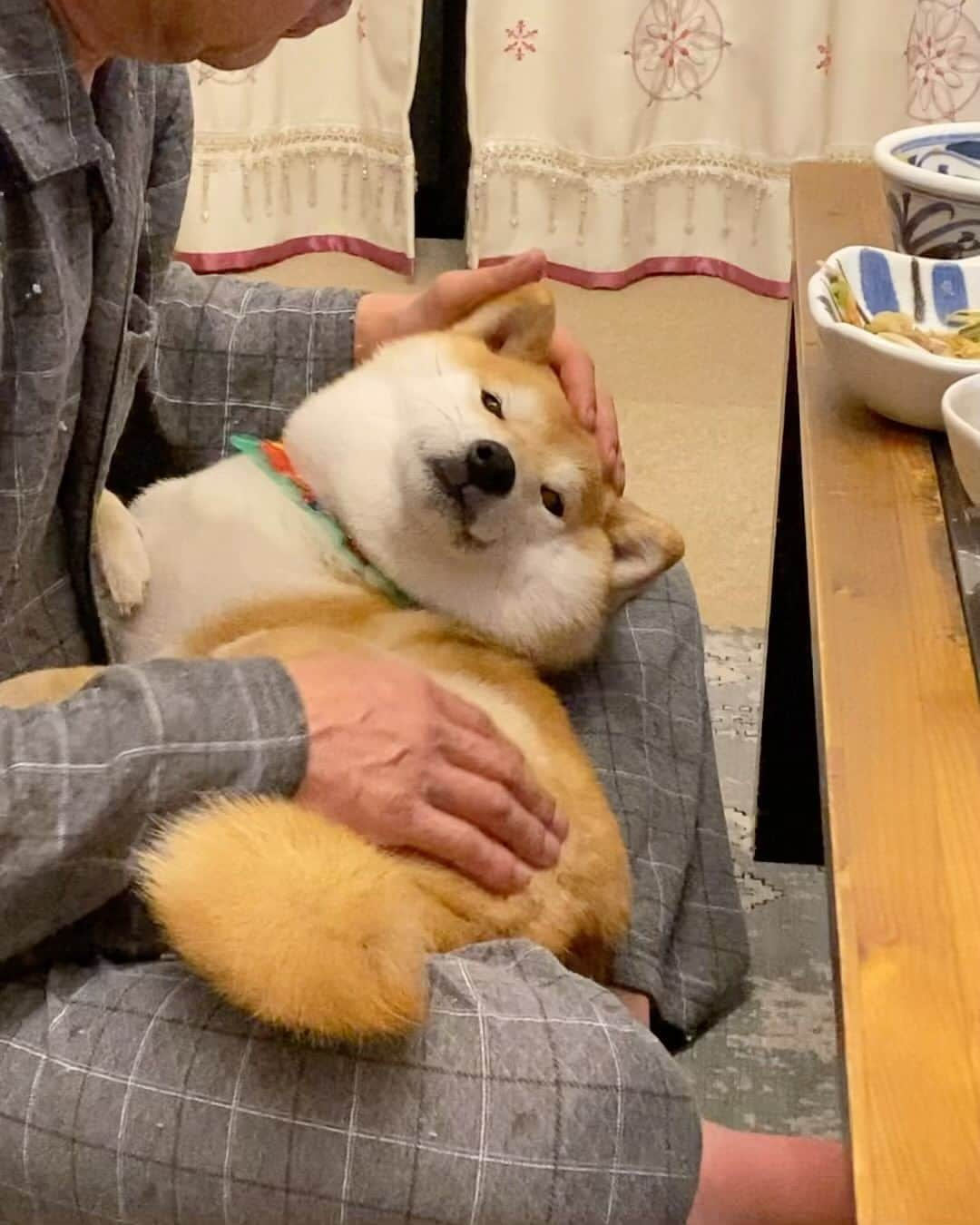 柴犬小雨のインスタグラム