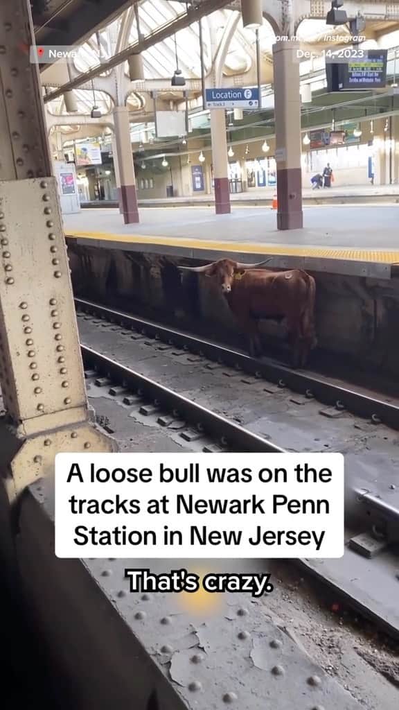NBC Newsのインスタグラム：「A loose bull on the tracks at Newark Penn Station in New Jersey wreaked some havoc for NJ Transit riders, prompting delays and chaos as crews worked to corral the animal.」
