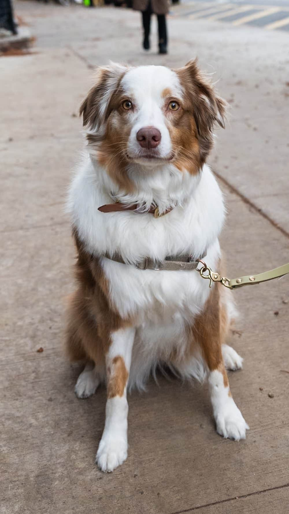 The Dogistのインスタグラム：「Mochi, Australian Shepherd (3 y/o), Carlton & Dean Ave., Brooklyn, NY • “She’s very goofy – she makes funny faces. One time we were crossing the street and she had to poop, so she pooped in the middle of the street. When she was younger, she destroyed the books on our bookshelf. She got one of our dictionaries. I guess she wanted to read.” @wigglebuttmochi」