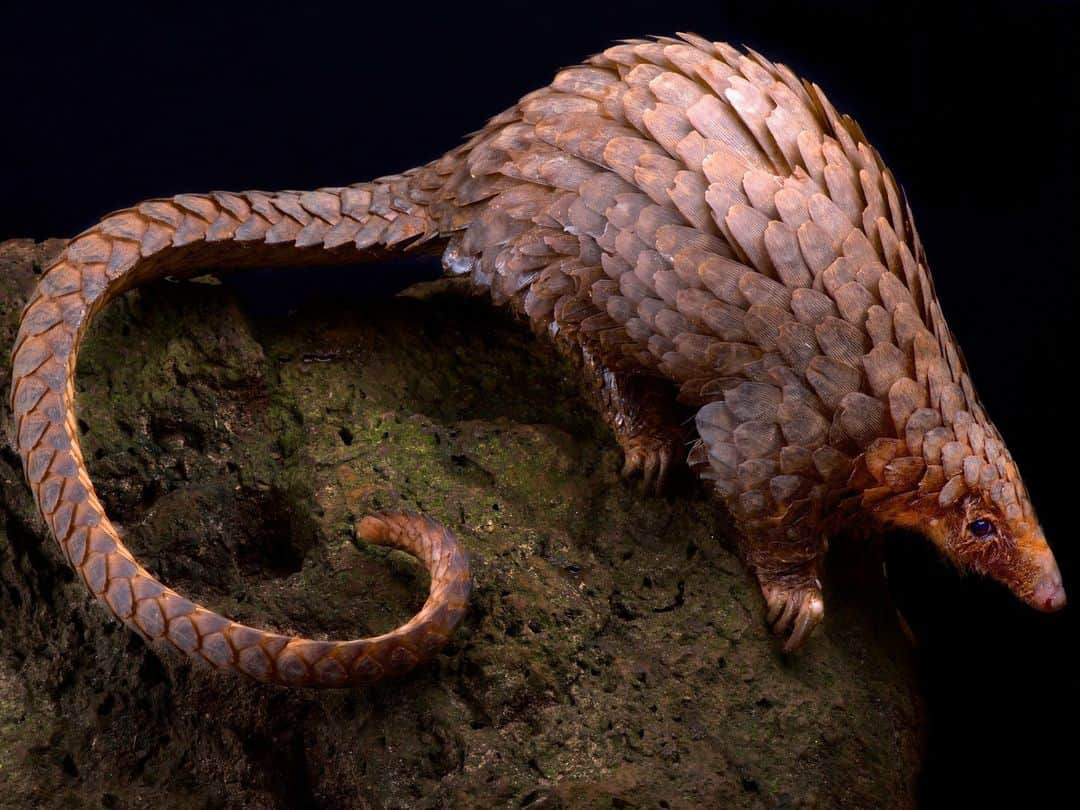 スミソニアン国立動物園のインスタグラム：「Researchers have found a new way to combat wildlife trafficking, using genetic sequencing. A new study published today in @ScienceMagazine shows scientists can use genomic tracking to determine where pangolins - the most trafficked mammals in the world - originated. The study focused on the trafficking of white-bellied pangolins between Africa, where the species is found, and Asia, where its scales are sold and used for traditional medicine. With this data, law enforcement agencies can trace the international supply chain to find poachers.   "Using genomic sequencing to fight wildlife trafficking is yet another example of how conservation genomics are saving species," said Klaus Koepfli, Senior Research Scientist at @smconservation and a Research Associate in the Center for Species Survival at the Smithsonian’s National Zoo and Conservation Biology Institute, a coauthor on the study who led the effort to sequence and map the white-bellied pangolin genome. "With such a tool, we can help government agencies protect a wide range of trafficked species, not just pangolins."  The global wildlife trafficking industry is a $20 billion industry, and experts believe profits are used to fund other criminal activities such as the illegal weapons trade. Use the link in our bio to learn more!」