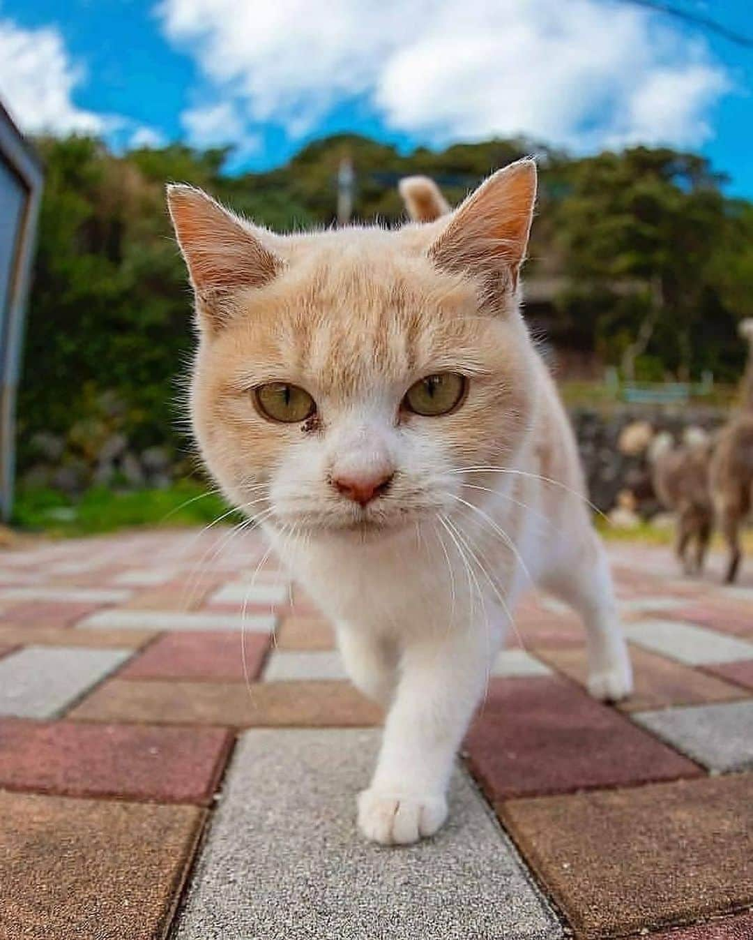 Cute Pets Dogs Catsさんのインスタグラム写真 - (Cute Pets Dogs CatsInstagram)「😄😄😄😄😄  Credit: adorable @yanyam2929 (*read note below) ** For all crediting issues and removals pls 𝐄𝐦𝐚𝐢𝐥 𝐮𝐬 ☺️  𝐍𝐨𝐭𝐞: we don’t own this video/pics, all rights go to their respective owners. If owner is not provided, tagged (meaning we couldn’t find who is the owner), 𝐩𝐥𝐬 𝐄𝐦𝐚𝐢𝐥 𝐮𝐬 with 𝐬𝐮𝐛𝐣𝐞𝐜𝐭 “𝐂𝐫𝐞𝐝𝐢𝐭 𝐈𝐬𝐬𝐮𝐞𝐬” and 𝐨𝐰𝐧𝐞𝐫 𝐰𝐢𝐥𝐥 𝐛𝐞 𝐭𝐚𝐠𝐠𝐞𝐝 𝐬𝐡𝐨𝐫𝐭𝐥𝐲 𝐚𝐟𝐭𝐞𝐫.  We have been building this community for over 6 years, but 𝐞𝐯𝐞𝐫𝐲 𝐫𝐞𝐩𝐨𝐫𝐭 𝐜𝐨𝐮𝐥𝐝 𝐠𝐞𝐭 𝐨𝐮𝐫 𝐩𝐚𝐠𝐞 𝐝𝐞𝐥𝐞𝐭𝐞𝐝, pls email us first. **」12月15日 6時22分 - dailycatclub