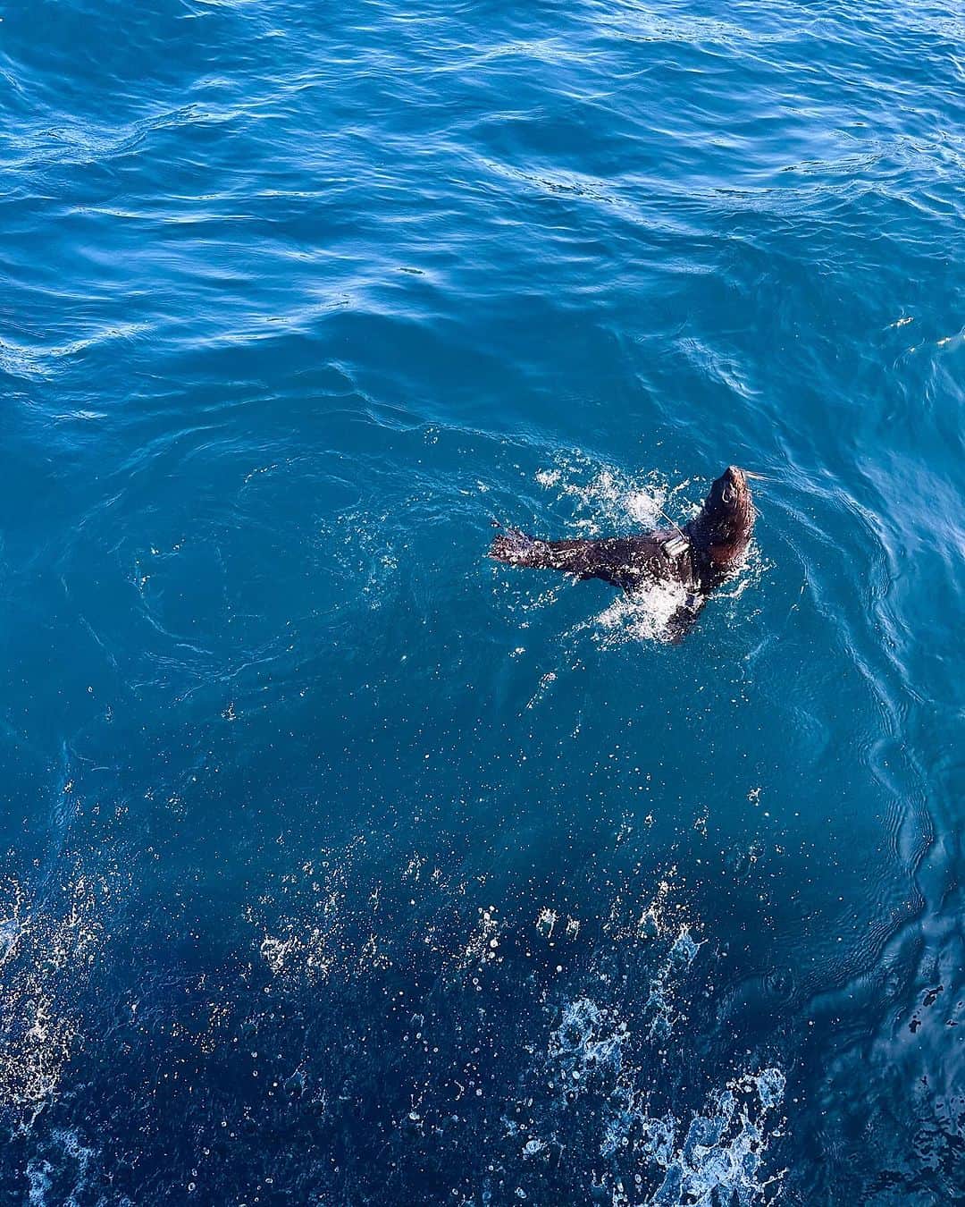 タロンガ動物園のインスタグラム：「If you caught this week’s episode of Who’s Who in the Zoo you would have seen the inspiring story of Skip the Fur Seal that unfolded on screen 📺🌊 Skip was rehabilitated by @seaworldaus and released back into the wild with a satellite tracker, thanks to the Seabirds to Seascapes project.  Notably, Skip was the pioneering seal released and tracked through this initiative. Fast forward to today, and we’re thrilled to announce that a total of four seals have undergone rehabilitation and been successfully released.   In the photo above, meet Narrang, a resilient female Long-nosed Fur Seal that spent months at the Taronga Wildlife Hospital after being found on Newport Beach lethargic and with evidence of Cookiecutter Shark bites. Narrang was released just outside Sydney Heads in September. She made a beeline for a known colony of Fur Seals near Barrenjoey.  As we approach the summer months, keep your eyes peeled for Narrang! If you’re lucky, you might spot her lounging on the rocks near the lighthouse 🌞🏞️  The Seabirds to Seascapes project is led by the @nswenvironmedia @nswnationalparkes, @syd_marine_science and the Sydney Institute of Marine Science (SIMS) and Taronga, funded by the NSW Environmental Trust.  If you do happen to spot Narrang on her journey you can log your sighting at @wildsydneyharbour   #forthewild #seabirdstoseascapes」