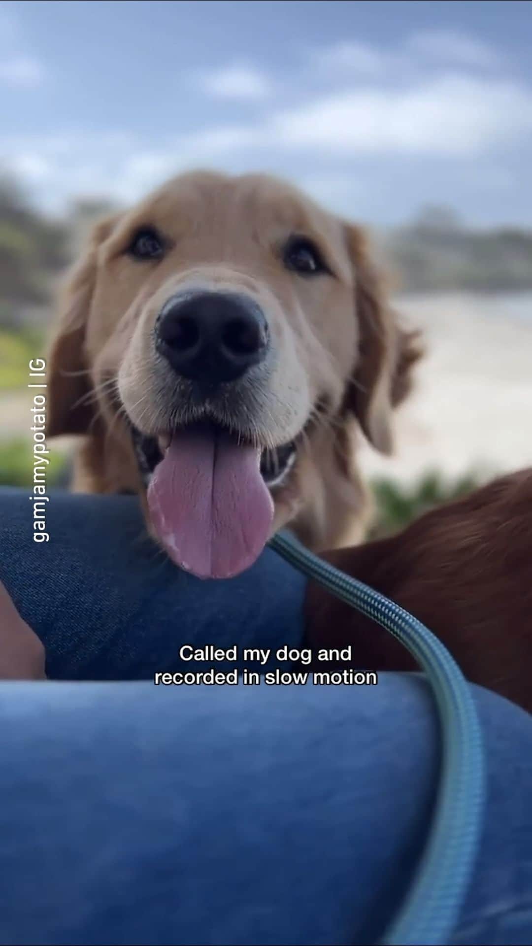 9GAGのインスタグラム：「The ear and tongue has a mind of its own | Follow @barked for more funny dogs! - 📹 @gamjamypotato - #barked #dog #doggo #GoldenRetriever #9gag」