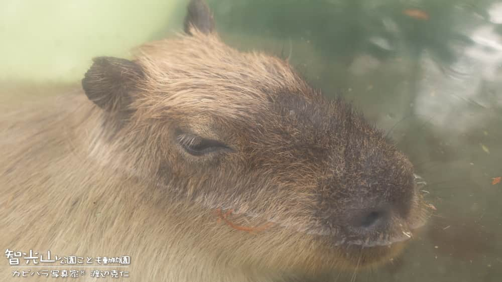 渡辺克仁のインスタグラム：「おはようございます。  #カピバラ #水豚 #capybara #おはよう」